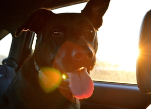 Symbolbild: Hund im Auto