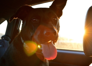 Symbolbild: Hund im Auto Symbolbild: Hund im Auto