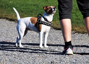 Symbolbild: Hundehalter Symbolbild: Hundehalter