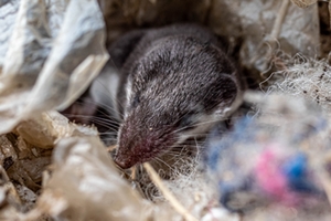 Symbolbild: Spitzmaus Symbolbild: Spitzmaus