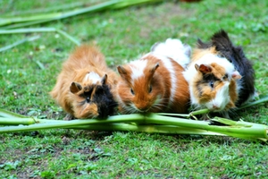 Symbolbild: Meerschweinchen