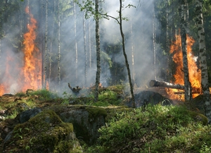 Symbolbild: Waldbrand