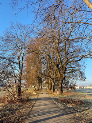 Baumsterben Freilassing Baumsterben Freilassing