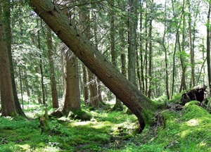 Symbolbild: Umgestürzter Baum