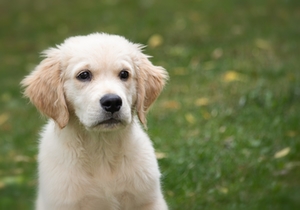 Symbolbild: Golden Retriever Symbolbild: Golden Retriever