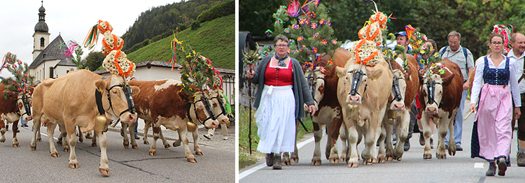 Almabtrieb Bindalm Ramsau 2018