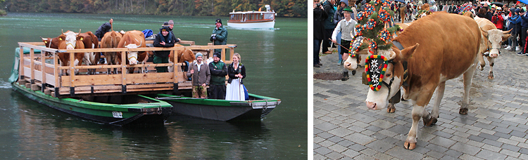 Almabtrieb Königssee 06 Oktober 2017