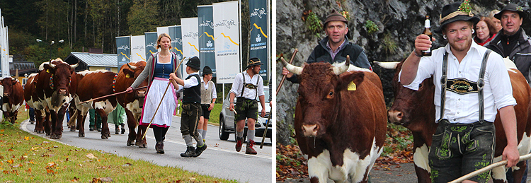 Almabtrieb Königssee 09 Oktober 2017