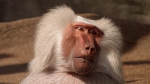 affe-zoo affe-zoo