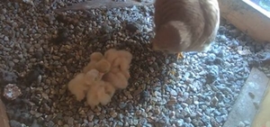 Turmfalken Eggstätt Turmfalken Eggstätt