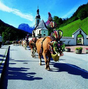 Almabtrieb Ramsau Hans Amon BGLT Almabtrieb Ramsau Hans Amon BGLT