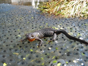 Amphibien Taubensee Amphibien Taubensee