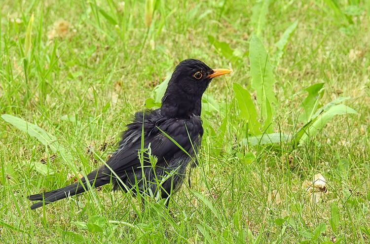 Amsel