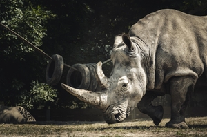 Nashorn Nashorn