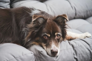 Australian Shepherd