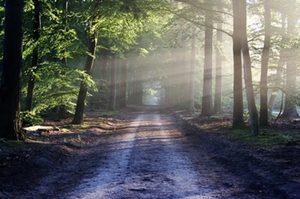 Wald Wald