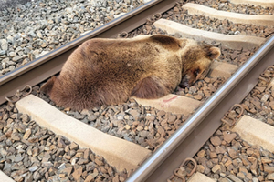 Zugunfall Braunbär