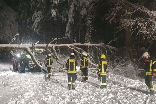 Baeume Strasse Heiligkreuz