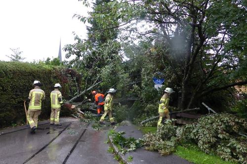Baum Auf Fahrbahn Bergen