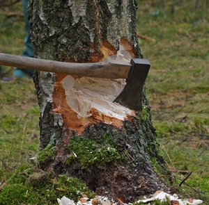 baum-faellen-symbolbild baum-faellen-symbolbild