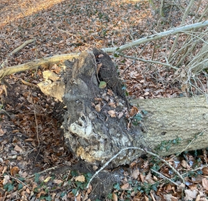 Baumfällungen Baumfällungen