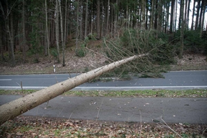 Sturm Baum Sturm Baum
