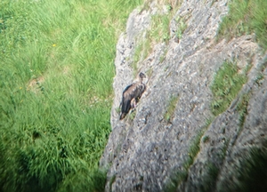 Bartgeier Bartgeier