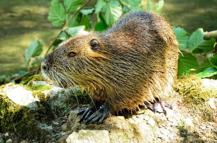 Beaver 862600 960 720