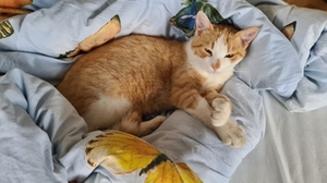 Kater Berti Kater Berti