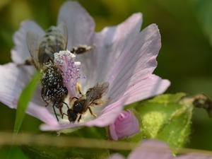Bienen Bienen