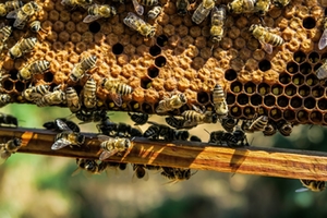 Bienenvolk Bienenvolk