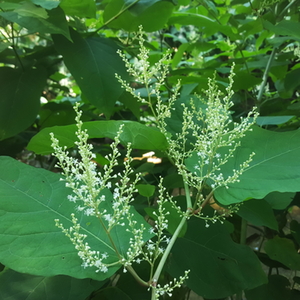 Riesenknöterich Riesenknöterich