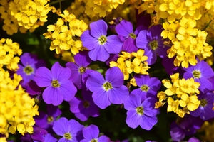 Blumenbeet Blumenbeet