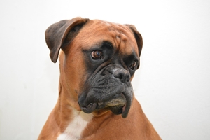 Hund Boxer