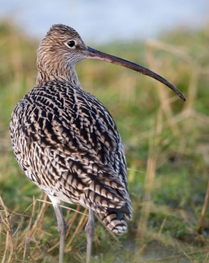 Großer Brachvogel