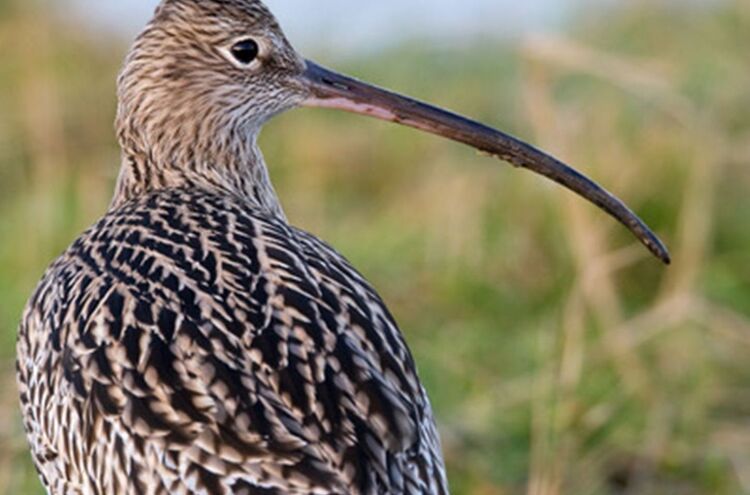 Brachvogel Klein