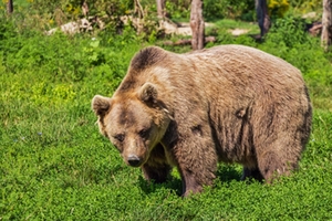 Braunbär