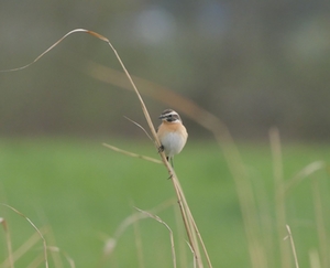 Braunkelchen Braunkelchen