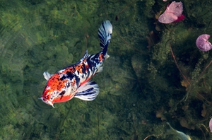 Koi Karpfen Koi Karpfen