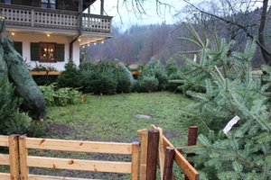 Christbaumkauf Christbaumkauf