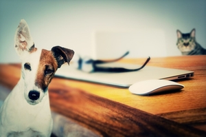 Hund Hund