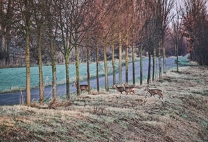 Wildwechsel Wildwechsel