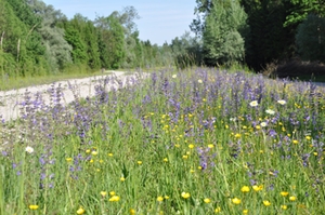 Hochwasserschutzdeich Hochwasserschutzdeich