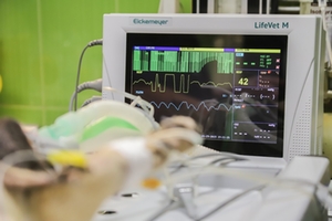 EKG Herz EKG Herz