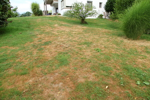 Engerlinge 2 Engerlinge 2