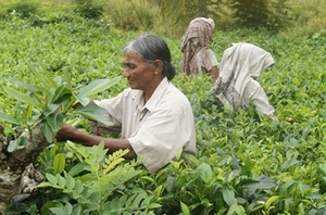 Fair Trade Tee