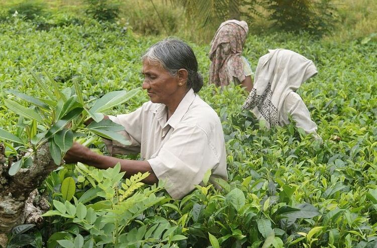 Fairtrade Teeernte
