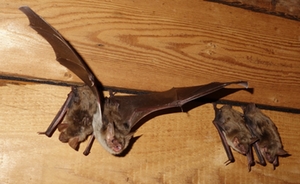 Fledermaus Fledermaus