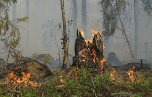 Waldbrand Waldbrand