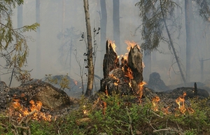 Waldbrand